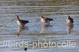 3羽になったタシギ　2026.01.21