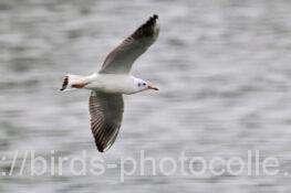 ユリカモメ　2025.11.13