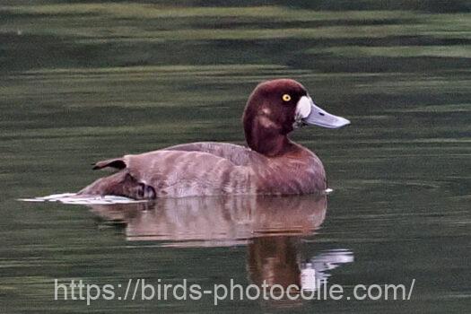 スズガモ　2024.10.26