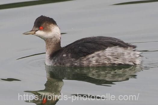 ハジロカイツブリ　2025.02.03