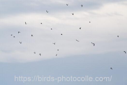 コシアカツバメ221013