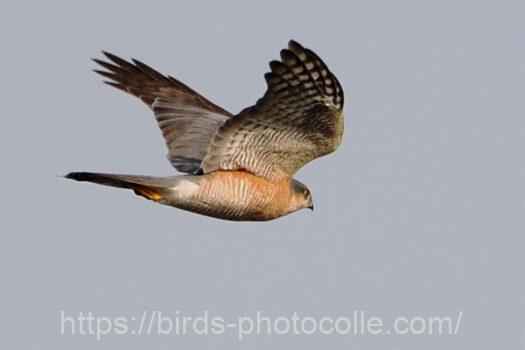 ハイタカ　2025.03.25