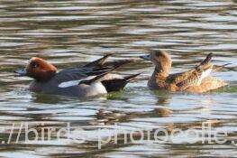 ヒドリガモ　2026.01.31