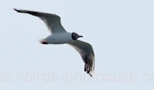 勅使池のユリカモメ200819-1