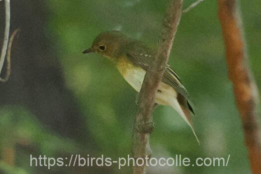 キビタキ　2024.10.14