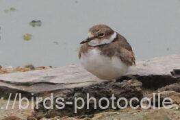 長めの嘴イカルチドリ　2025.10.11