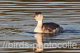 カンムリカイツブリ　2026.02.04