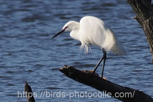 コサギ　2024.05.29