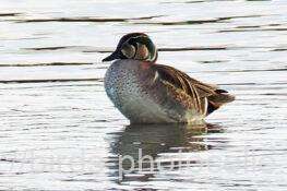 トモエガモ　2026.01.21