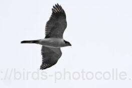 オオタカ成鳥　2025.11.13