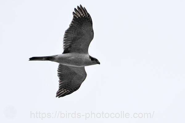 オオタカ成鳥　2025.11.13