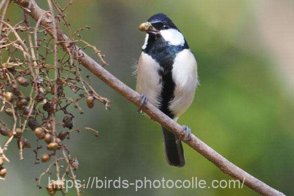 シジュウカラ　2025.12.04