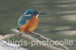 カワセミ　2025.12.17