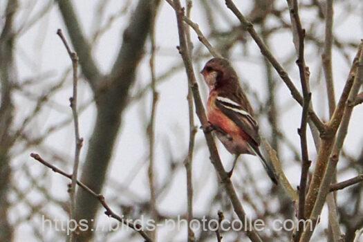 3羽確認ベニマシコ　2025.03.24