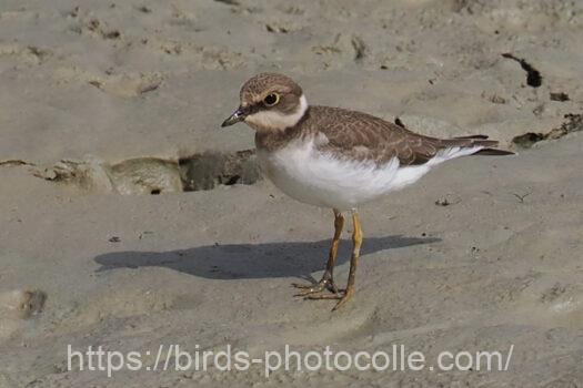 イカルチドリ221031