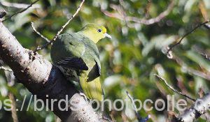 勅使池のアオバト180114-2