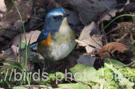 ルリビタキ♂　2026.02.09