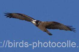 ミサゴ　2026.01.17