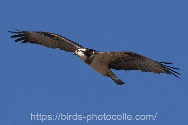 ミサゴ　2026.01.17