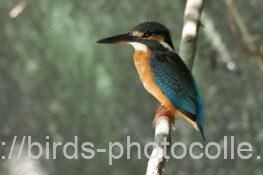 カワセミ　2025.09.26