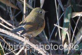 ルリビタキ♀　2026.02.09