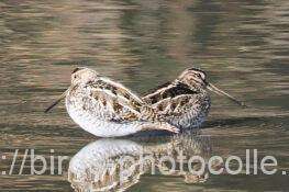 タシギ　2026.01.19