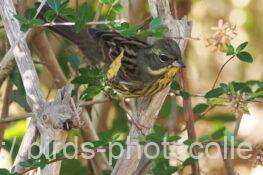 アオジ　2025.11.29