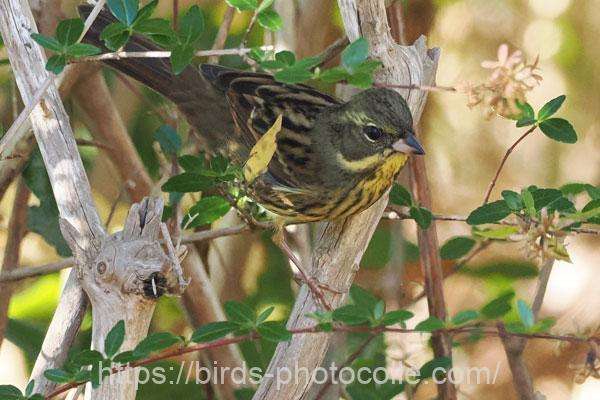 アオジ 2025.11.29