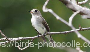 知多半島のコサメビタキ191004