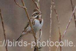 カシラダカ　2026.02.27