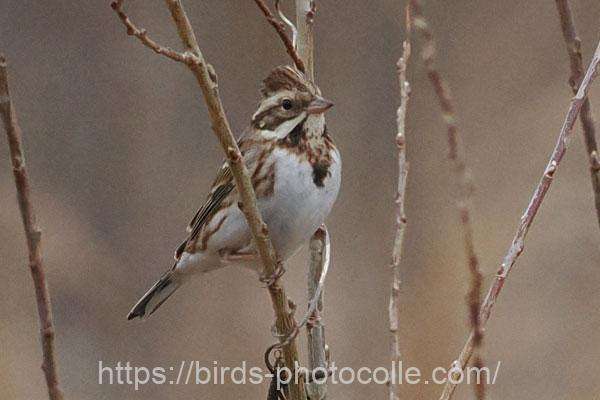 カシラダカ　2026.02.27