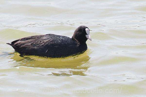 オオバン　2026.03.17