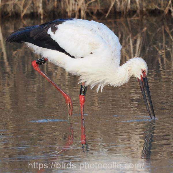 コウノトリ（J0828）　2026.02.02