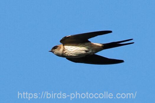 コシアカツバメ　2023.07.16