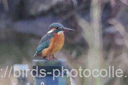 カワセミ　2025.11.28