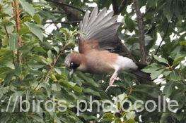 カケス　2025.10.24