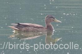 マガモ 2025.08.16