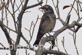 ツグミ　2025.12.03