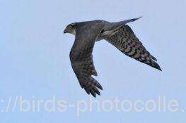 ハイタカ　2026.02.02