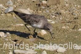 オジロトウネン　2025.09.16