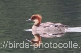 ミコアイサ 2025.05.22