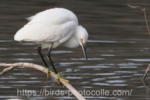 コサギ　2025.02.28