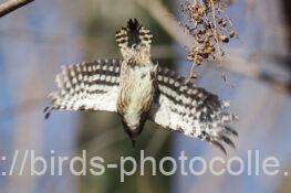 コゲラ　2026.01.22