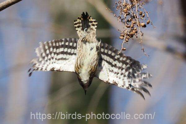 コゲラ 2026.01.22