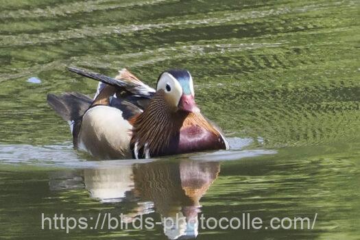 オシドリ　2024.05.20