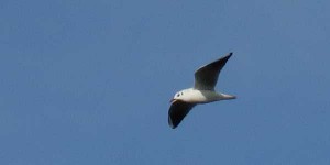 勅使池カモメ2016.01.17