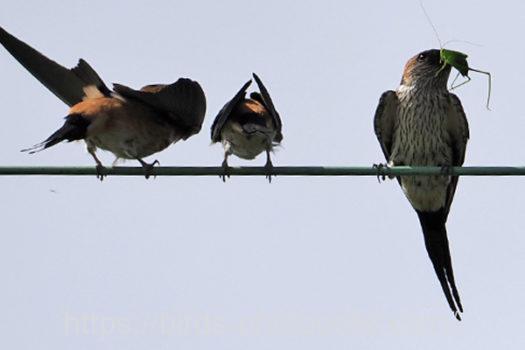 コシアカツバメ220801