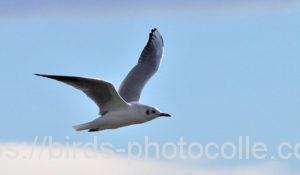 勅使池のユリカモメ210108