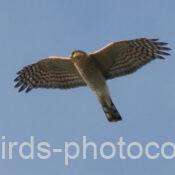 ハイタカ 2025.11.04