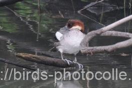 ミコアイサ 2025.05.10